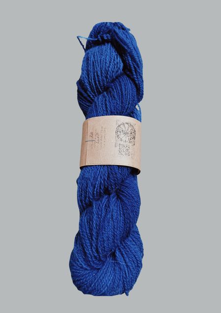 Wielkopolska - cobalt clematis